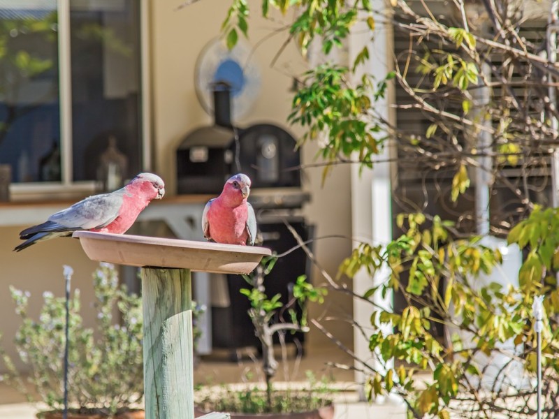 7 Branchfield Way, Falcon WA 6210