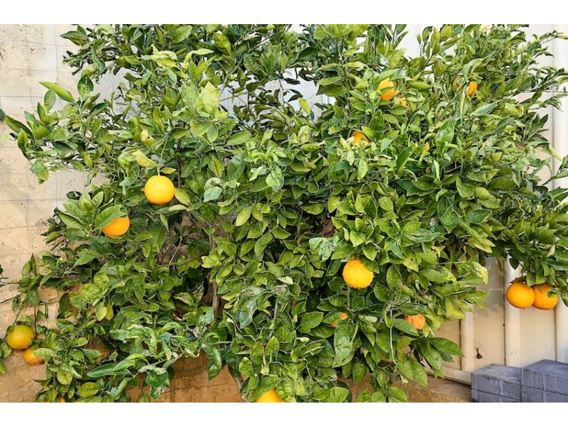 3 Nuchea Vista, Lakelands WA 6180