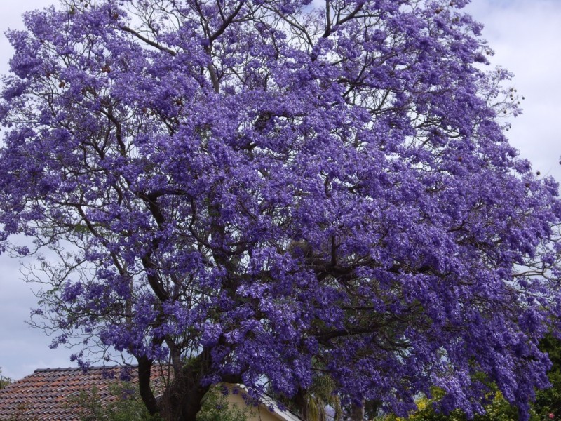 8/22-28 Gibson Street, Mount Pleasant WA 6153