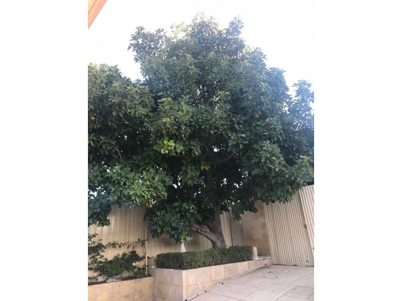 61 Yeovil Crescent, Bicton WA 6157