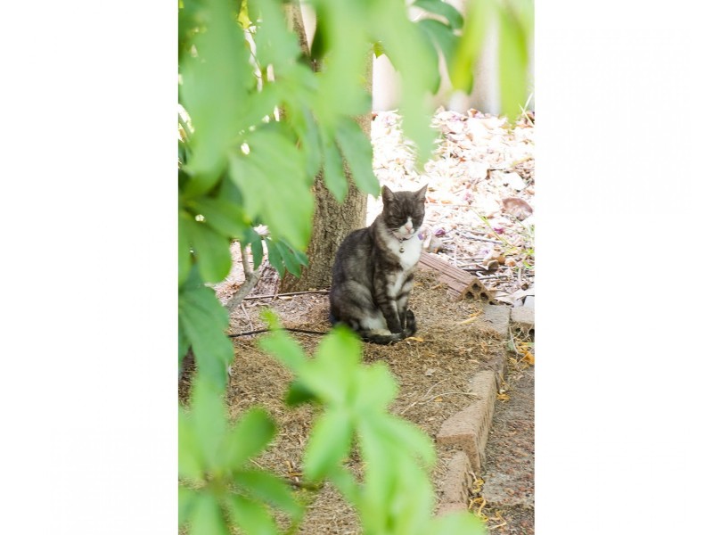 15 Toledo Close, Cannington WA 6107