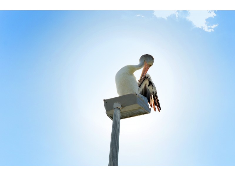 47 Broome Street, Nedlands WA 6009