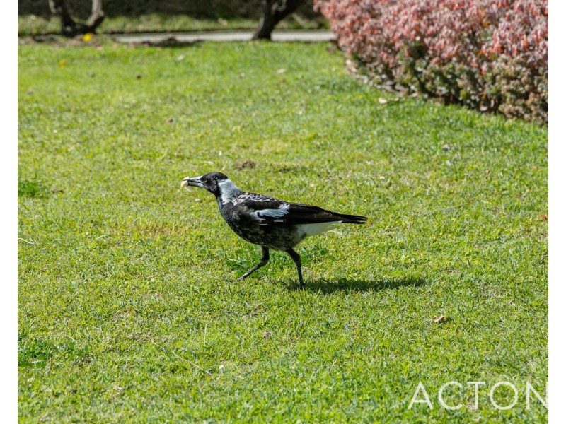 13 Dilali Road, City Beach WA 6015