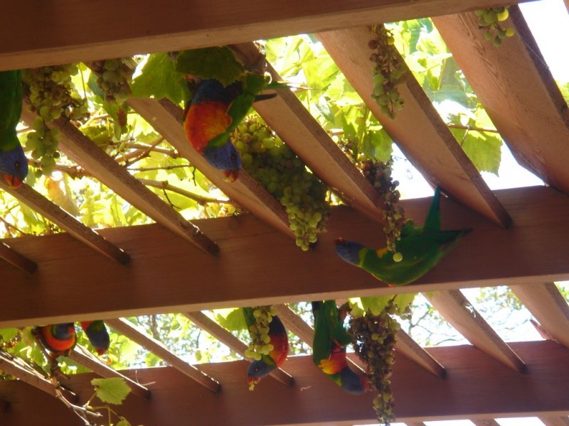 3 Grainger Drive, Mount Claremont WA 6010