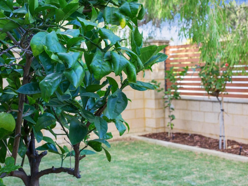 3/1 Fairlight Street, Mosman Park WA 6012