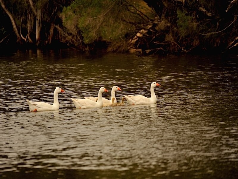 11 South Street, York WA 6302