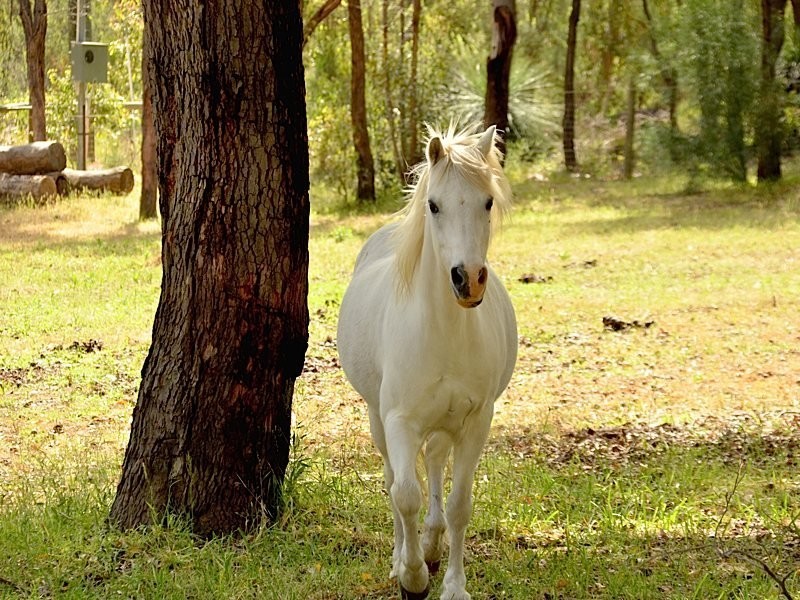 99 Moffett Road, Carmel WA 6076