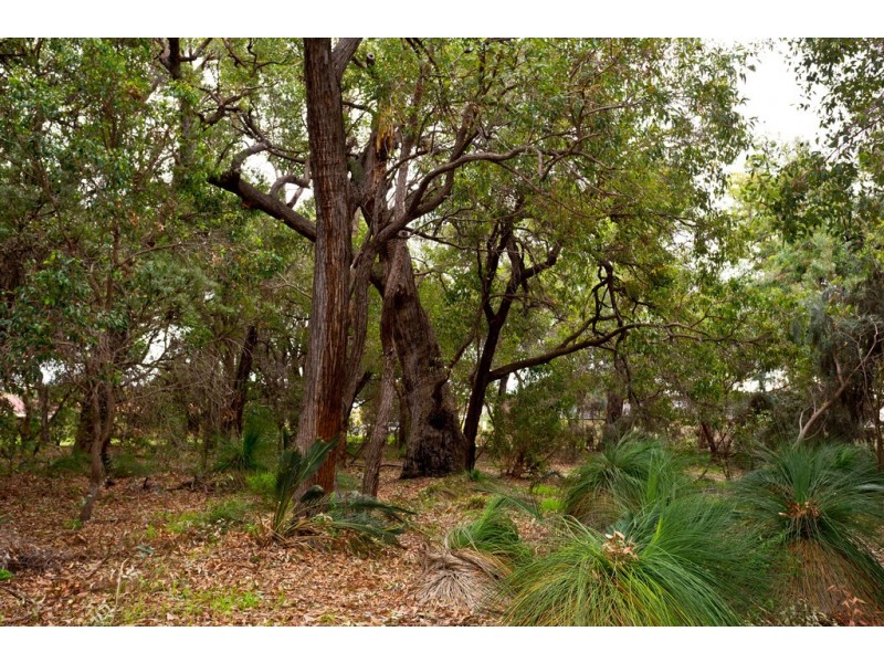 39B Ochiltree Way, Kardinya WA 6163