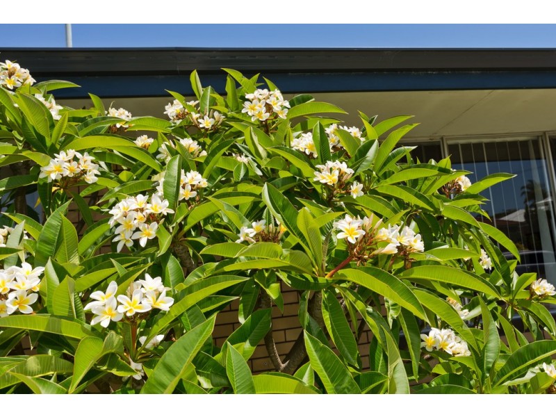 1B Bellairs Road, Kardinya WA 6163