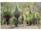 Lot 4 Armidale Road, Bellbrook NSW 2440