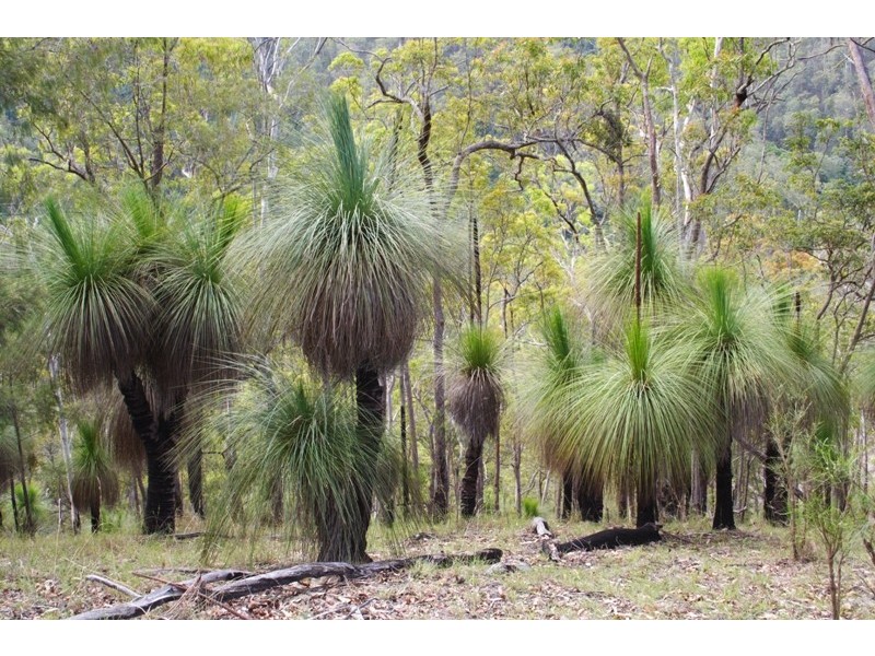 Lot 4 Armidale Road, Bellbrook NSW 2440
