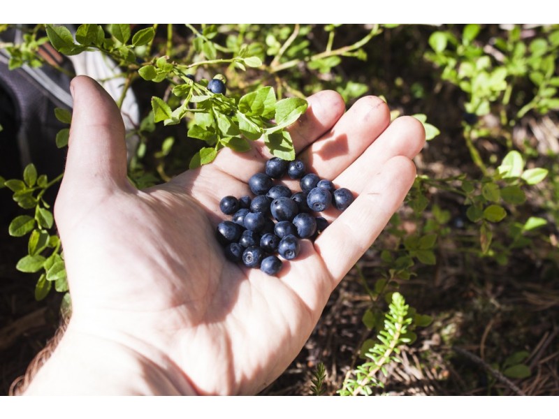 144 Koolkuna Road, Niangala NSW 2354