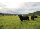 Ellenborough NSW 2446