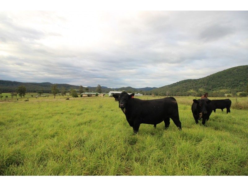 Ellenborough NSW 2446