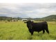 Ellenborough NSW 2446
