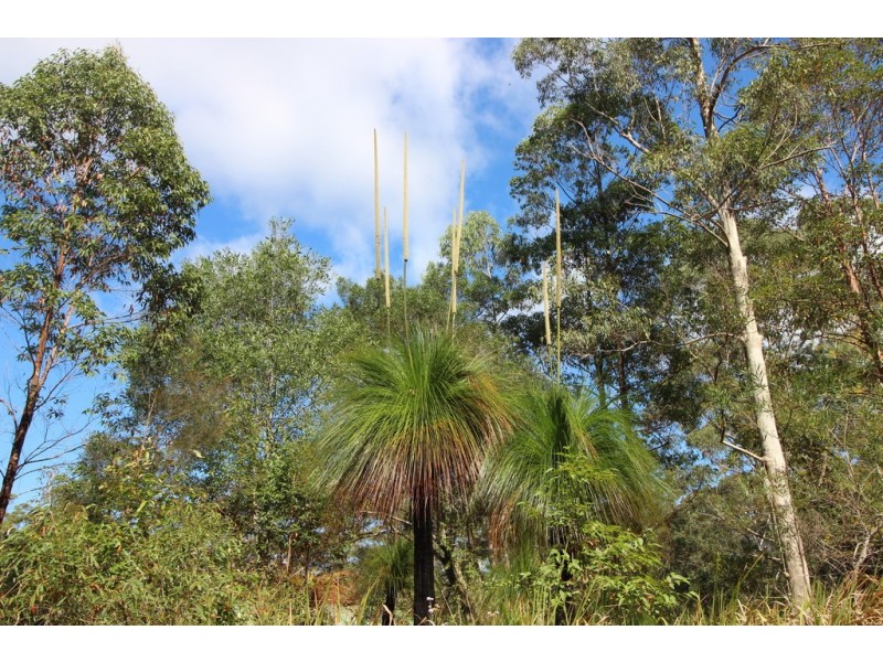 Telegraph Point NSW 2441