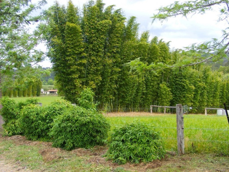 2 Sullivans Road, Lorne NSW 2439