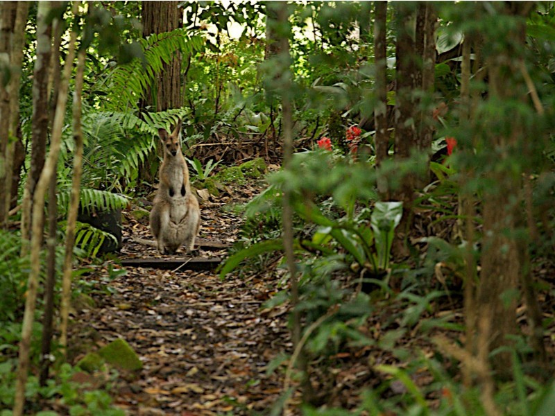 Upsalls Creek NSW 2439