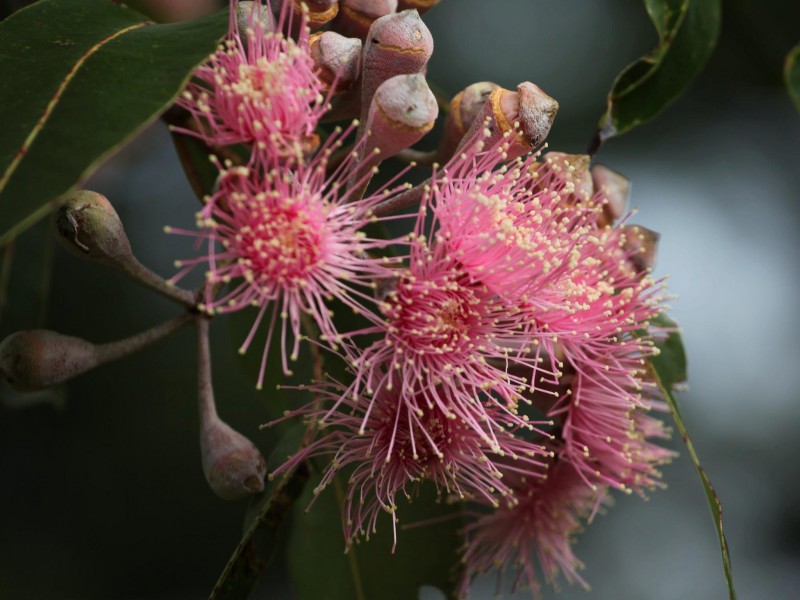 Upsalls Creek NSW 2439