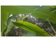 474 Stoney Creek Rd, Redbank NSW 2446