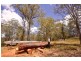 ” Rowleys River ” Cells River Rd, Yarrowitch NSW 2354