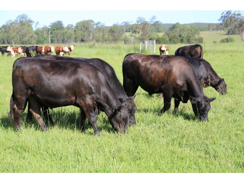 253 Brill Brill Road, Rollands Plains NSW 2441