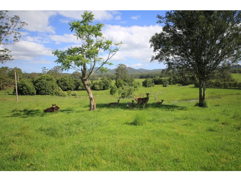 253 Brill Brill Road, Rollands Plains NSW 2441