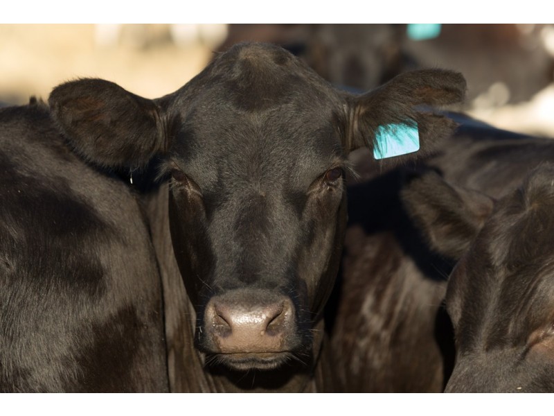 1141 Maria River Road, Limeburners Creek NSW 2444