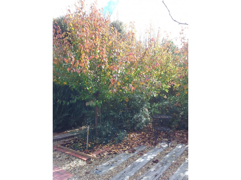 4 Alkoomi Court, Epsom VIC 3551