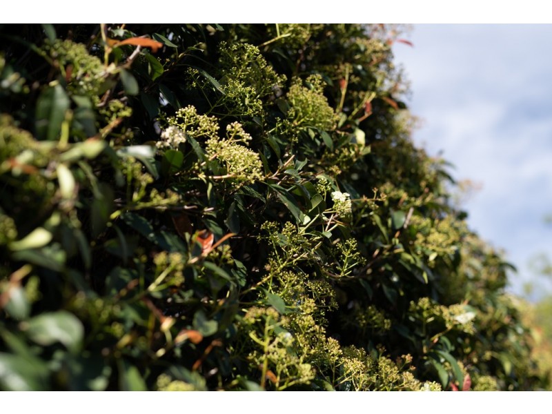 30 Lowndes Street, Kennington VIC 3550