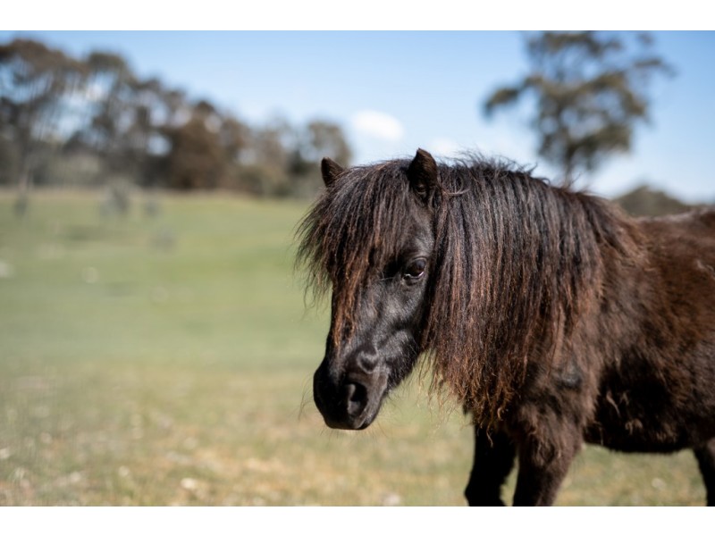 567 Spring Flat Road, Mia Mia VIC 3444