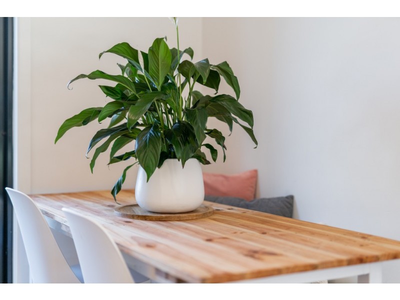 14 Phillip Street, East Bendigo VIC 3550