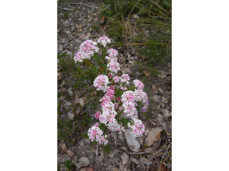 Lot 28 Shallows Loop, Yallingup WA 6282