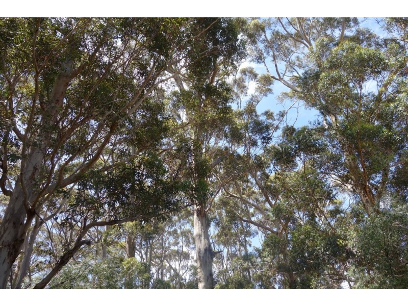 Lot 4070 Brockman Highway, Karridale WA 6288