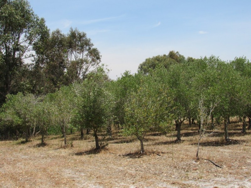 363 Rendezvous Road, Vasse WA 6280