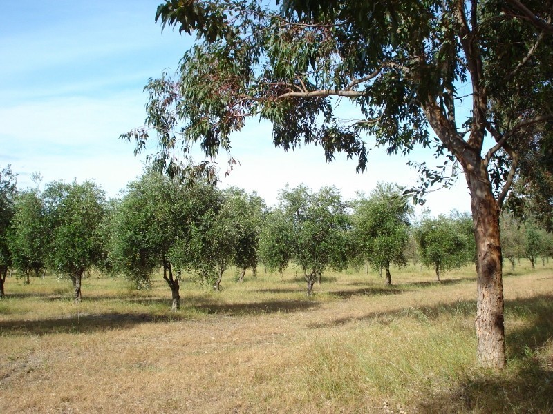 363 Rendezvous Road, Vasse WA 6280