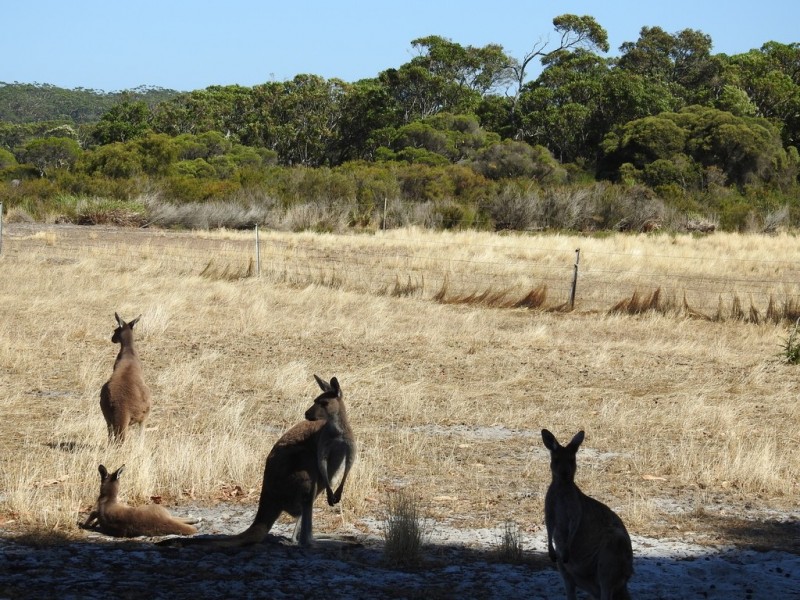 404 Sebbes Road, Forest Grove WA 6286