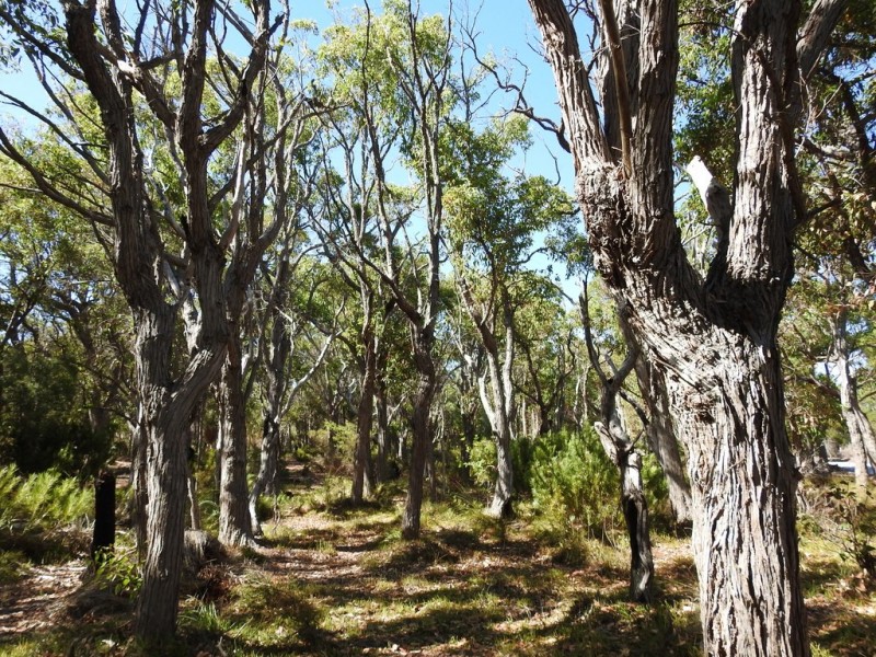 404 Sebbes Road, Forest Grove WA 6286