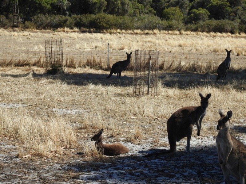 404 Sebbes Road, Forest Grove WA 6286