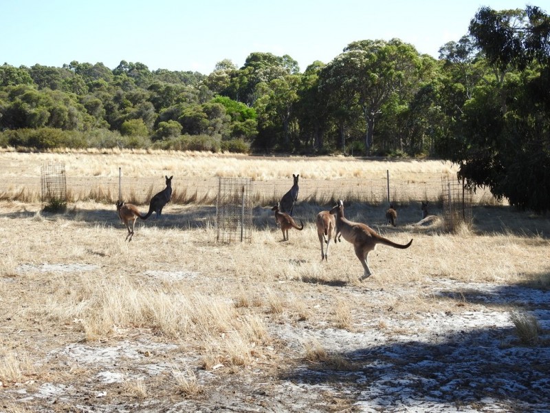 404 Sebbes Road, Forest Grove WA 6286