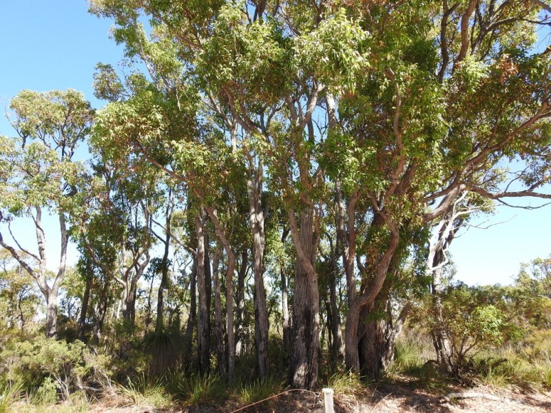 404 Sebbes Road, Forest Grove WA 6286