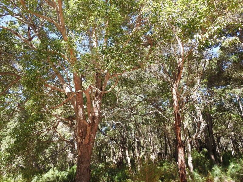 404 Sebbes Road, Forest Grove WA 6286