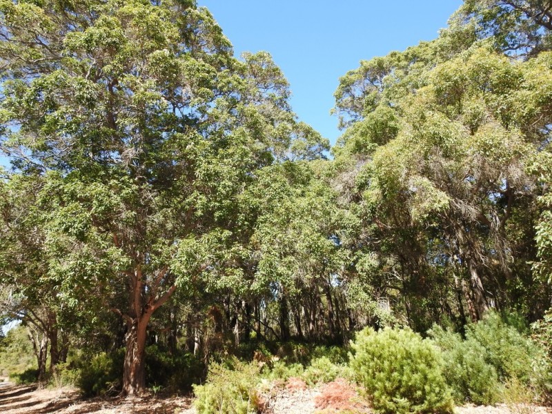 404 Sebbes Road, Forest Grove WA 6286