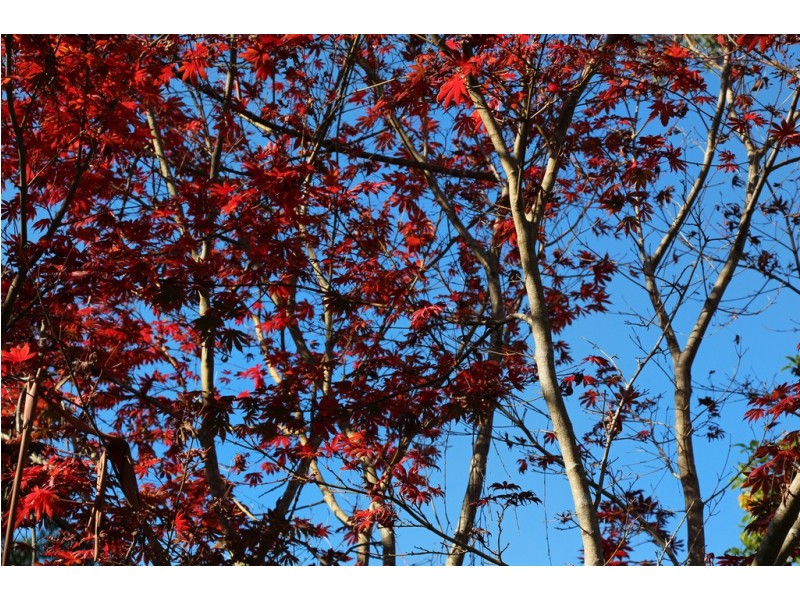 115 Bridgelands Road, Rosa Glen WA 6285