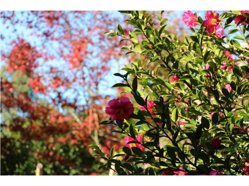 115 Bridgelands Road, Rosa Glen WA 6285