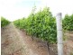 Cowaramup WA 6284