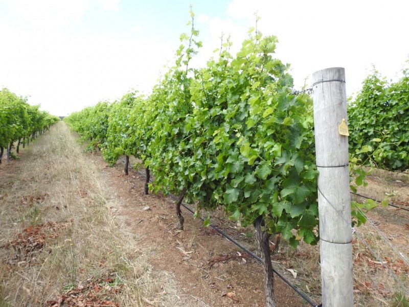 Cowaramup WA 6284