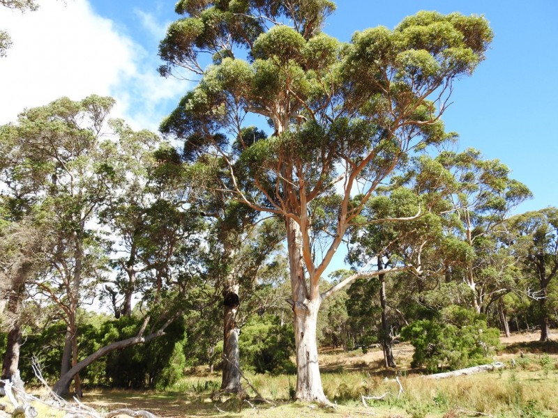 Lot 632 Wallcliffe Road, Margaret River WA 6285