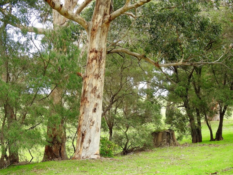 Lot 10 Kudardup Road, Kudardup WA 6290