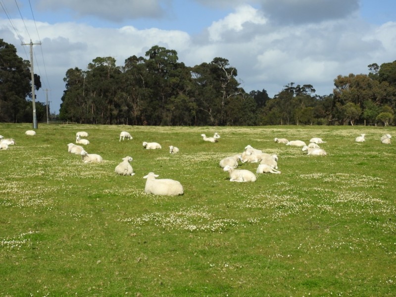 19 Lovejoy Road, Cowaramup WA 6284